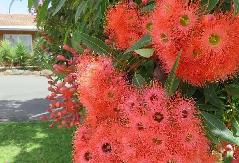 Отель Port Campbell Motor Inn