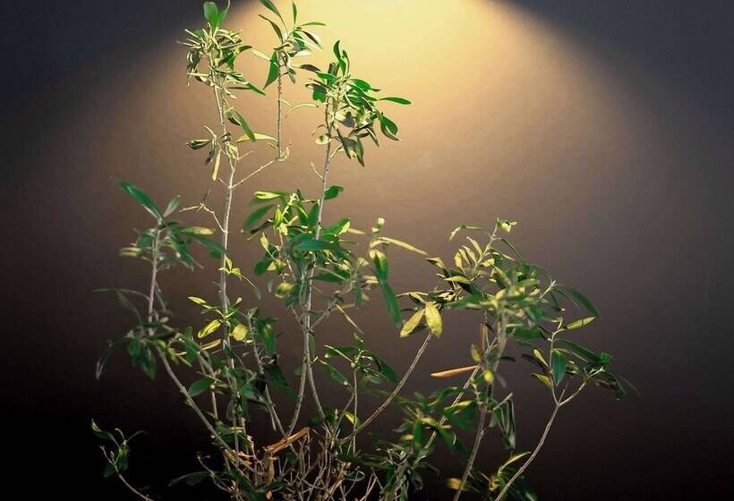 هتل Ibis Pau Centre