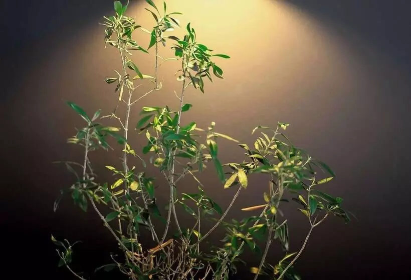 בית מלון כפרי Ibis Pau Centre