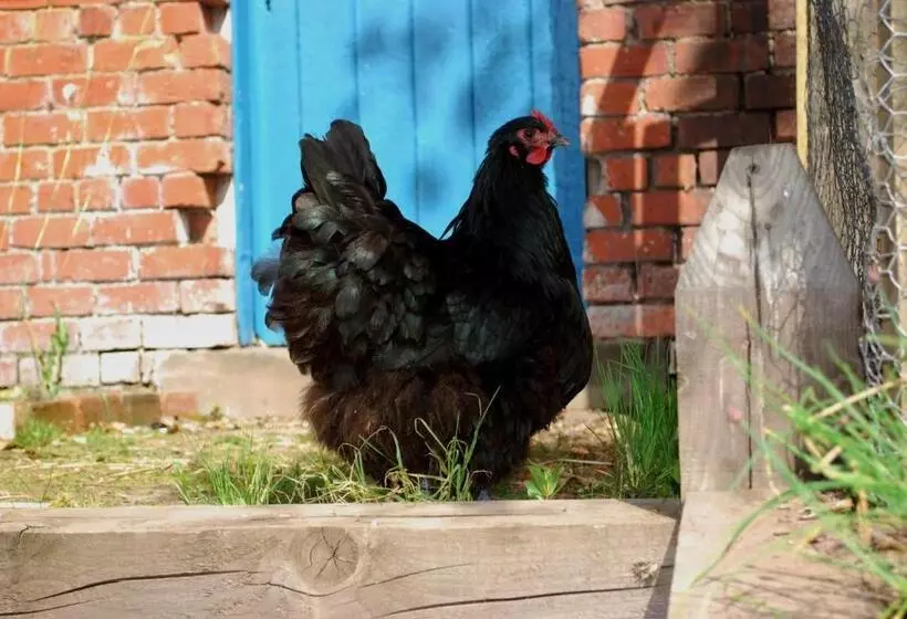 Hotel Lands Of Loyal