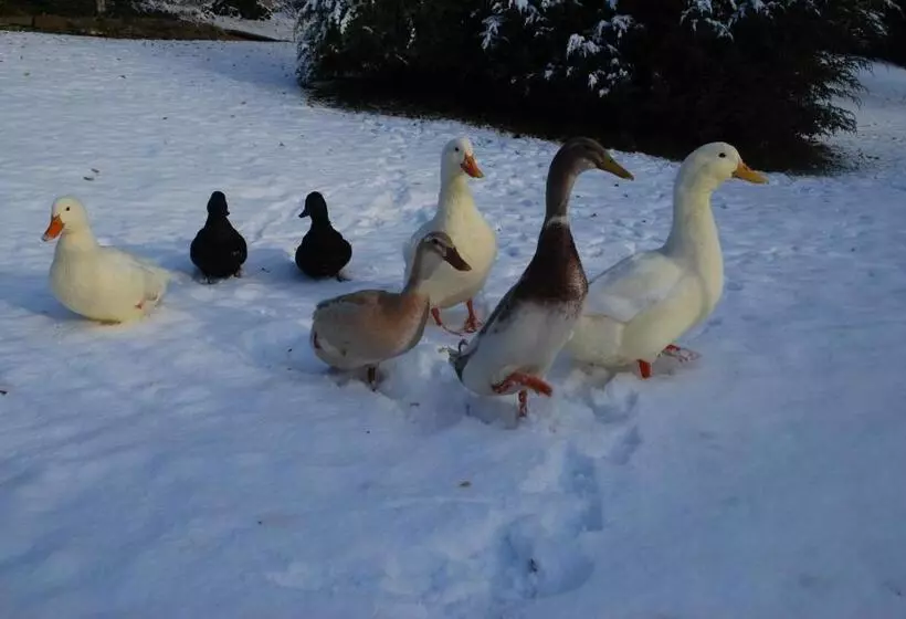 Hotel Lands Of Loyal