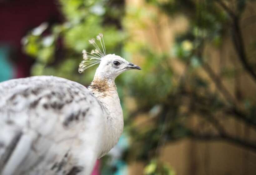 هتل Museo Mayan Inn