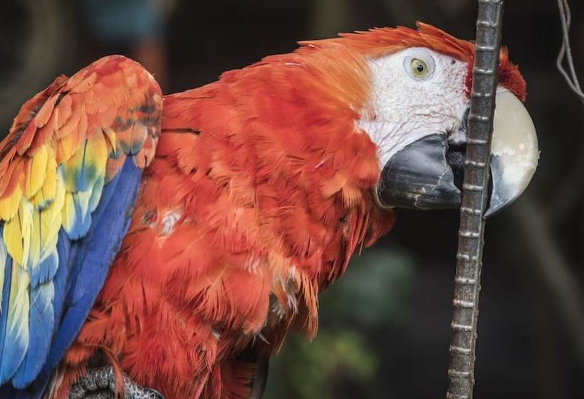 هتل Museo Mayan Inn