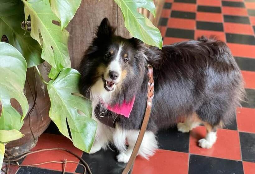 هتل Museo Mayan Inn