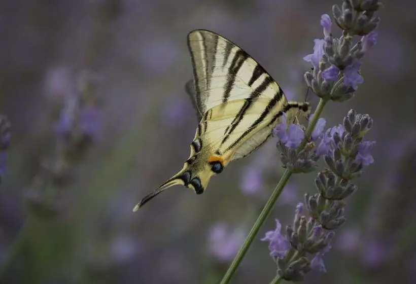 فندق Villa Campestri Olive Oil Resort