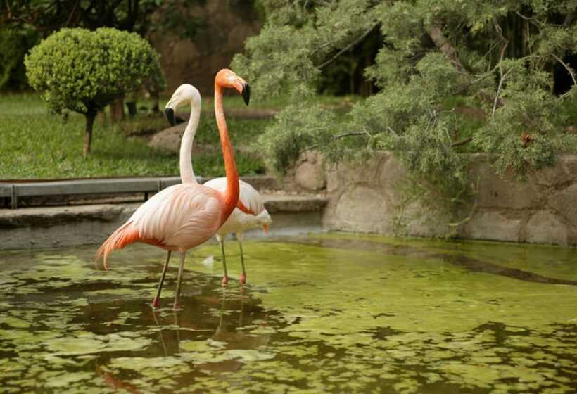 فندق Las Mananitas