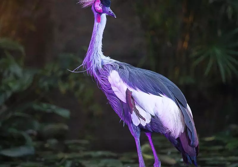 בית מלון כפרי Las Mananitas