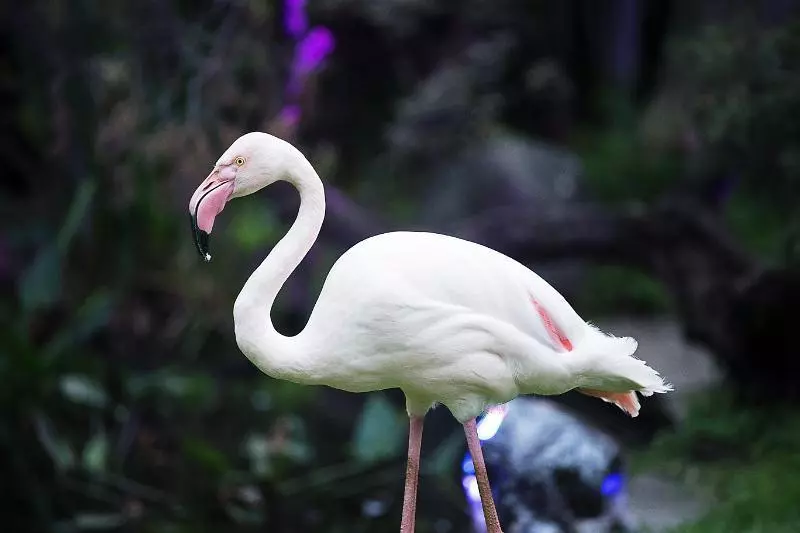בית מלון כפרי Las Mananitas