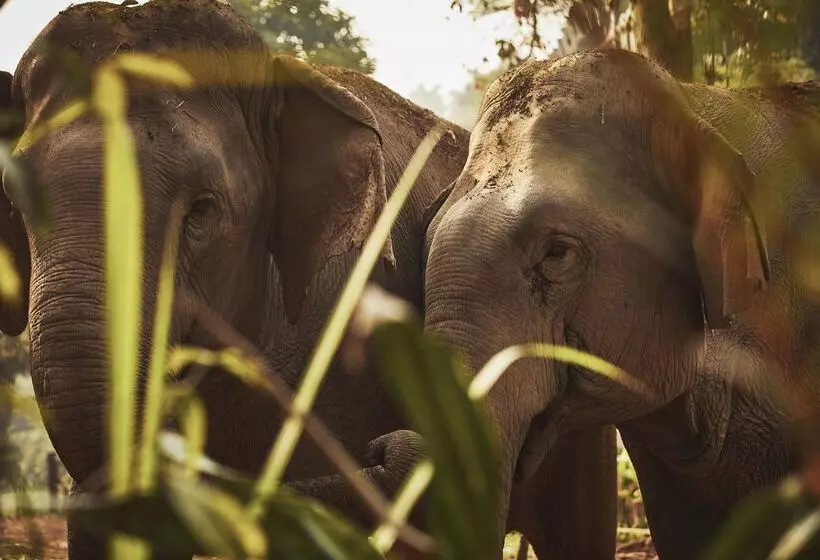 Hotel Anantara Golden Triangle Elephant Camp & Resort