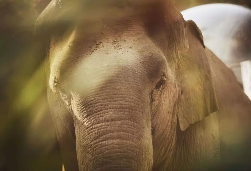 Hotel Anantara Golden Triangle Elephant Camp & Resort