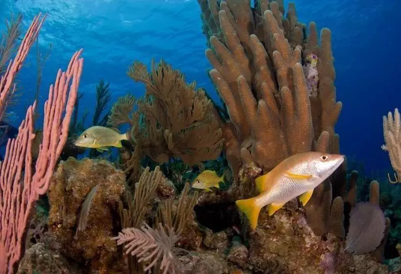 Stella Maris Resort Club