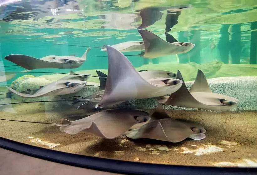 Crowne Plaza Hotel St. Louis Airport, An Ihg