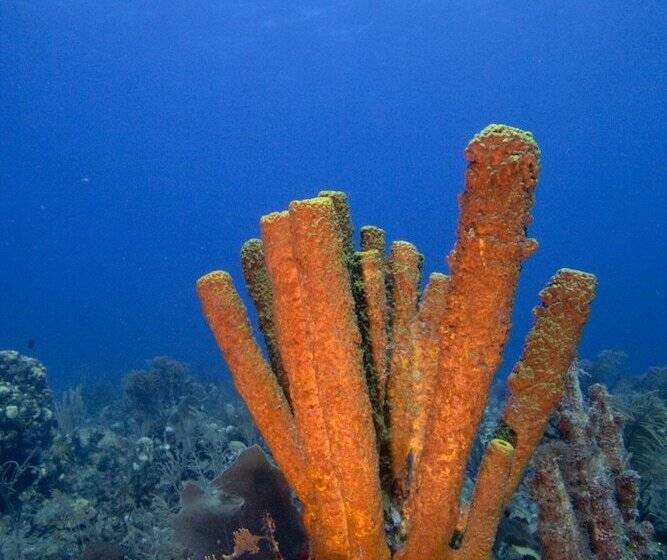 هتل Bird Rock Beach