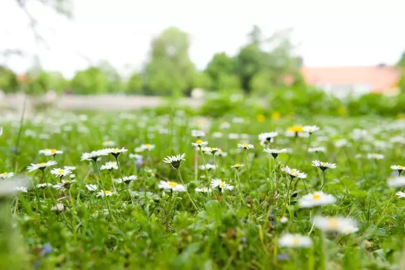Отель Landhaus Zu Den Rothen Forellen
