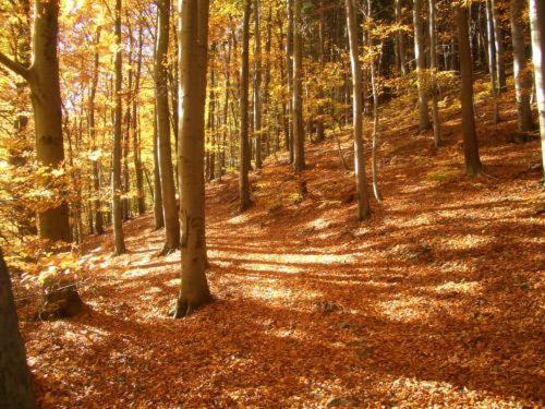 Kurpark Flair Hotel Im Ilsetal