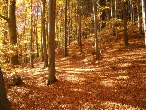 Kurpark Flair Hotel Im Ilsetal