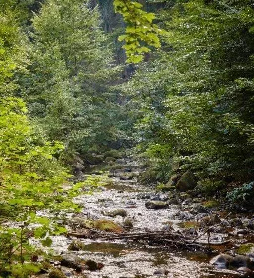 Kurpark Flair Hotel Im Ilsetal