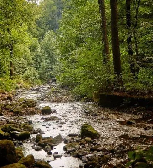 Kurpark Flair Hotel Im Ilsetal