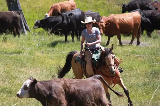 Отель Triple Creek Ranch