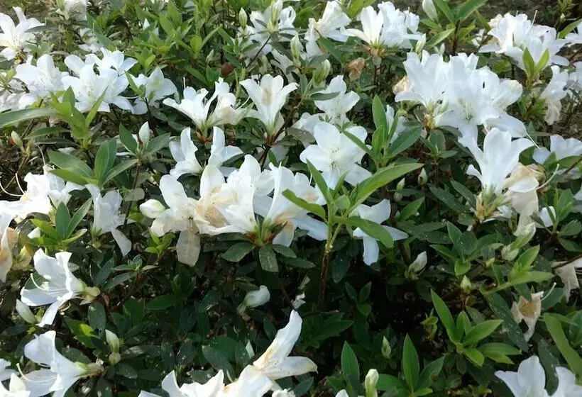 בית מלון כפרי Laje De Pedra Mountain Villageprime