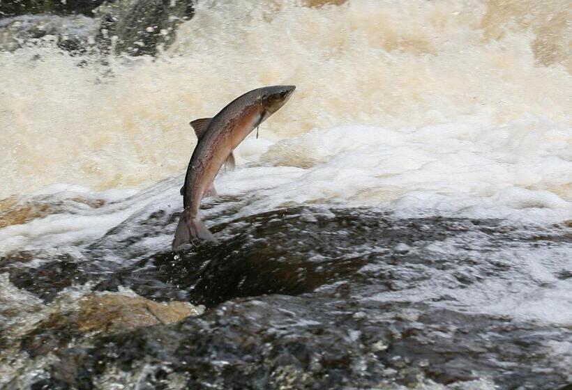 בית מלון כפרי Forss House