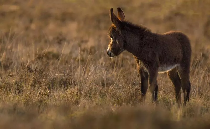 Отель The Montagu Arms