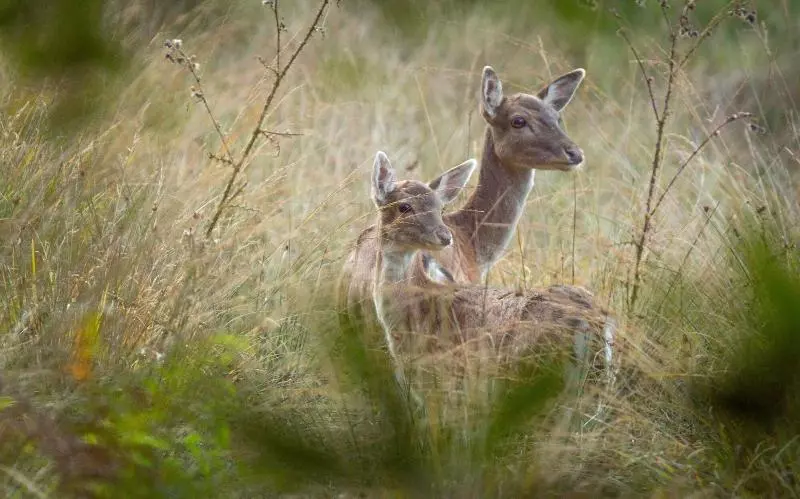 Отель The Montagu Arms