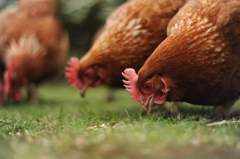 Отель The Montagu Arms