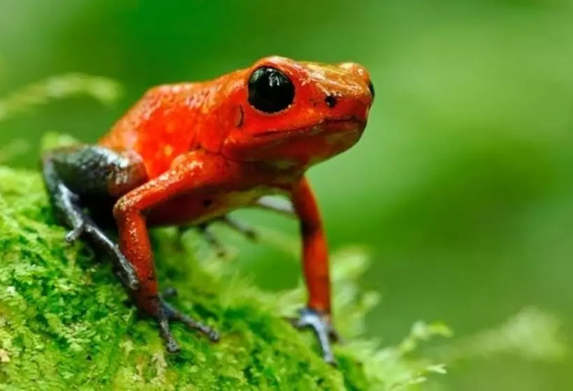 호텔 Selva Verde Lodge