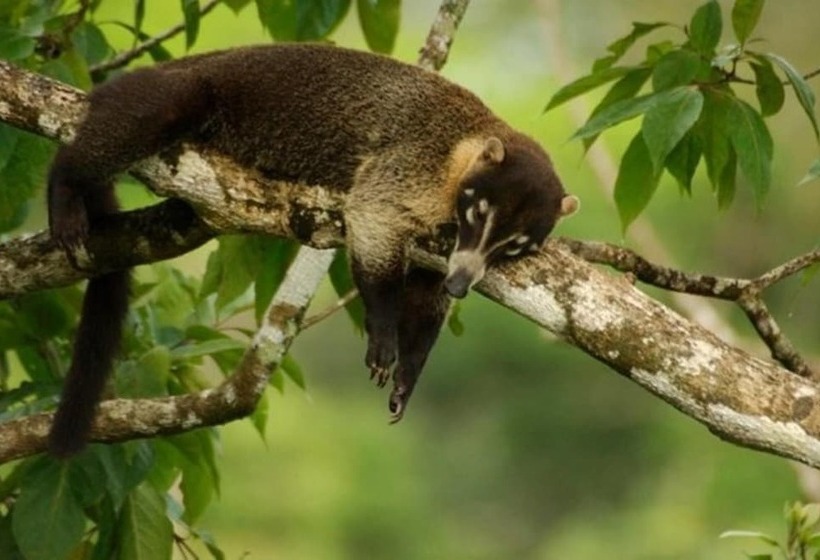 בית מלון כפרי Selva Verde Lodge