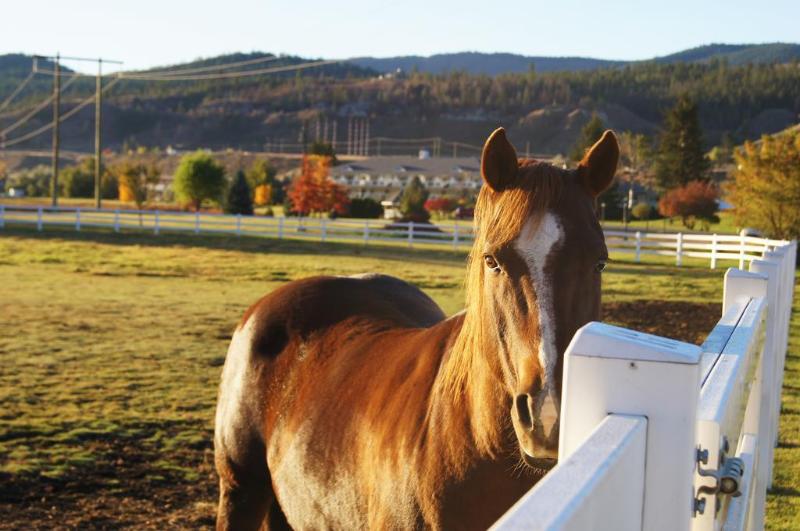 هتل South Thompson Inn & Conference Centre