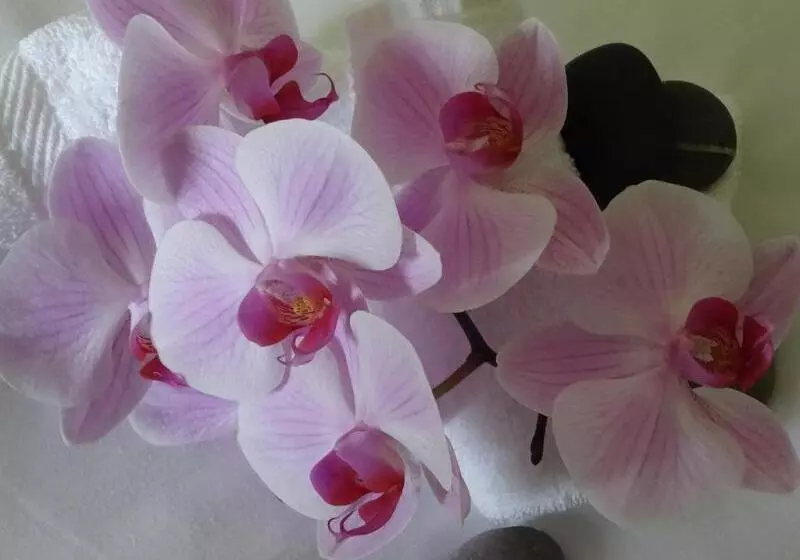 Hotel Am Rosengarten