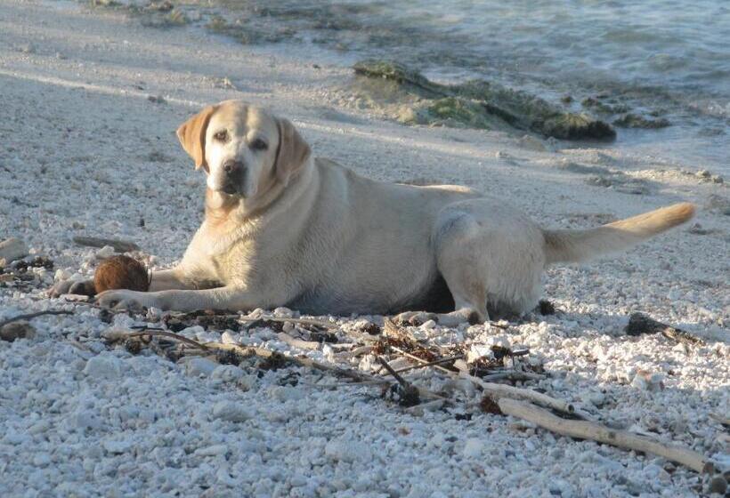 여관 Green Lodge Moorea