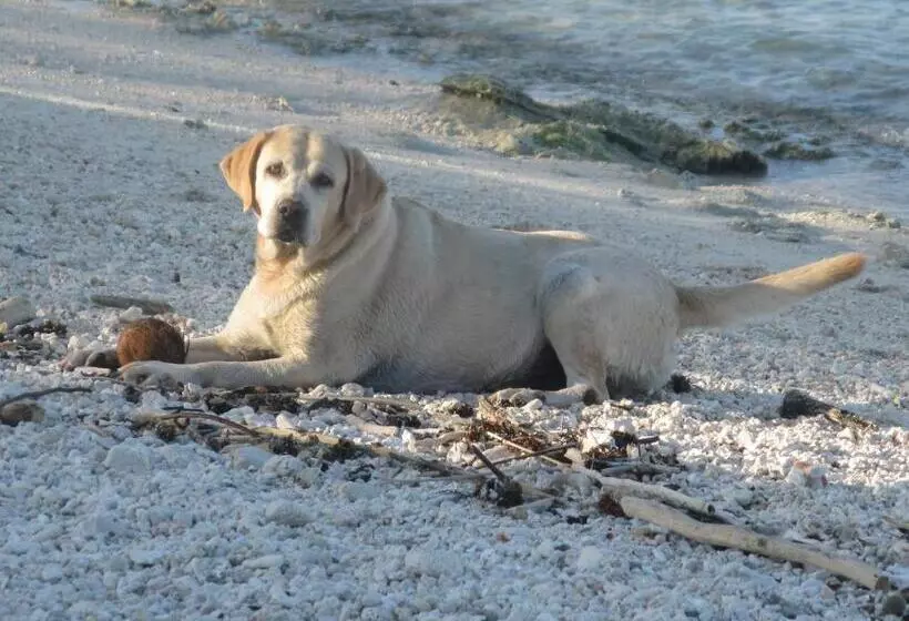 مسافرخانه Green Lodge Moorea