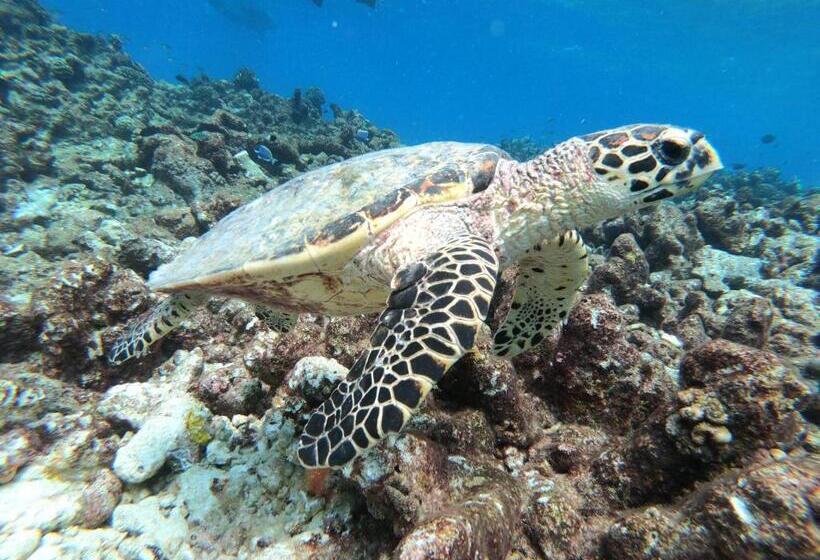 هتل Acqua Blu Rasdhoo