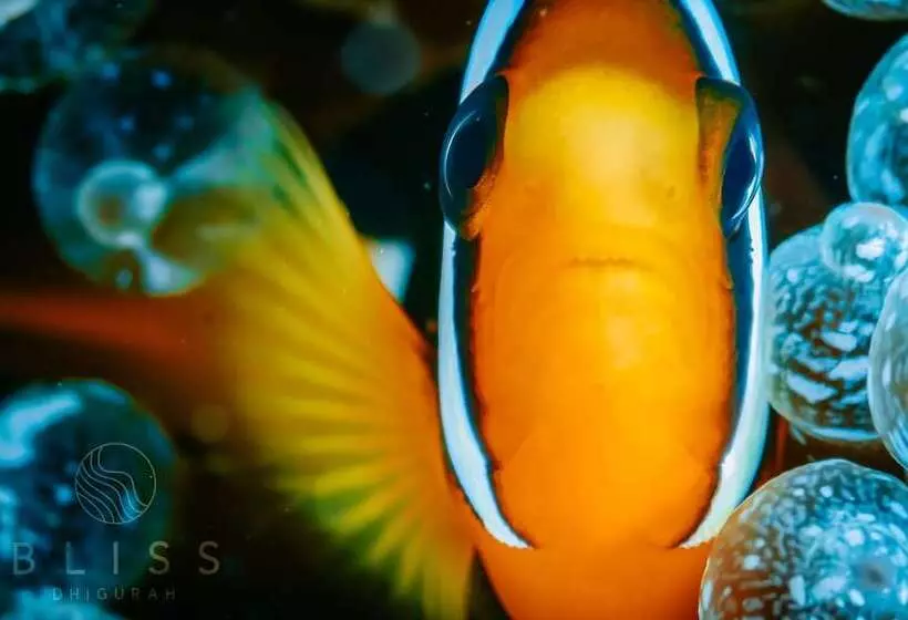 پانسیون Bliss Dhigurah