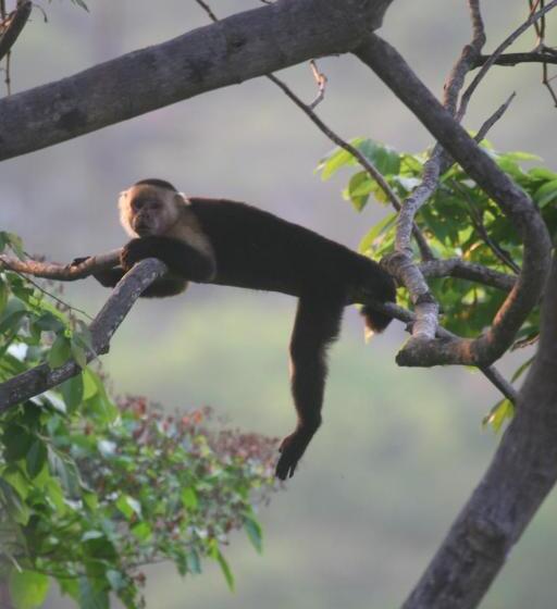 Plaza Royal Apartments