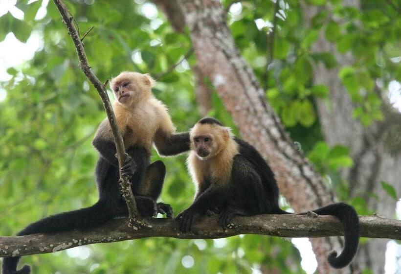 Plaza Royal Apartments