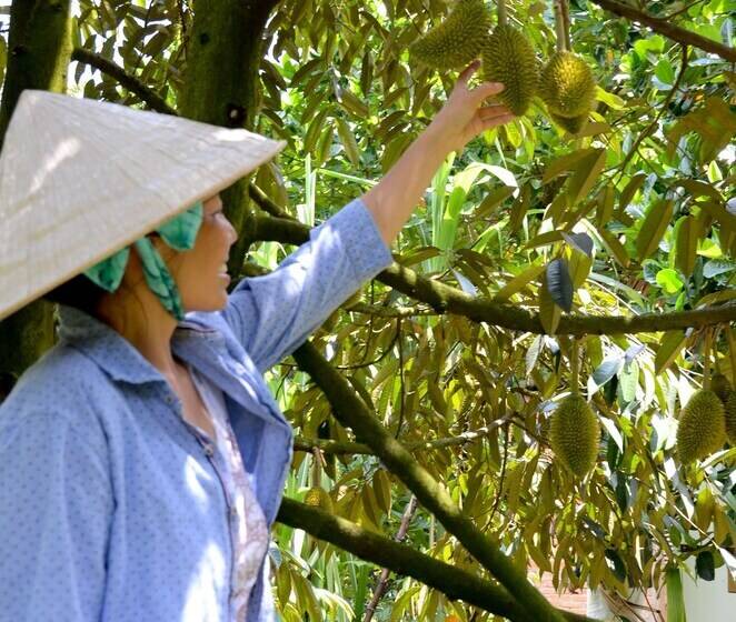 هتل The Durian Lodge At Mekong