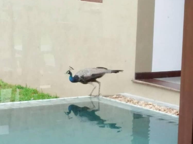 بنسيون Kethaka Aga