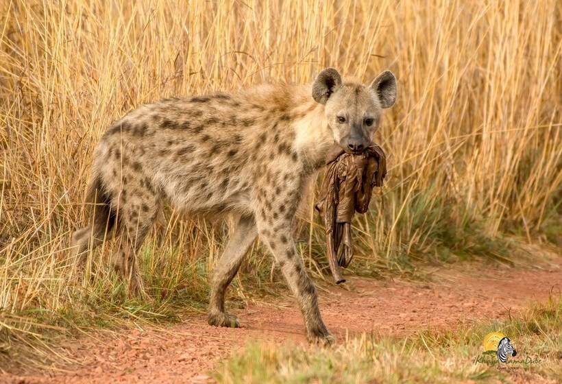 בית מלון כפרי Ikhaya Lamadube Game Lodge