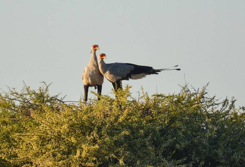 בית מלון כפרי Ikhaya Lamadube Game Lodge