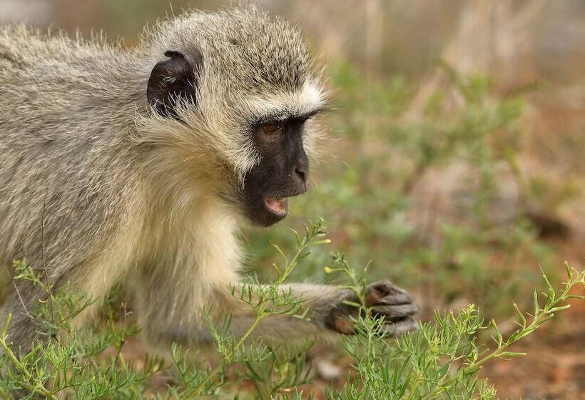 בית מלון כפרי Ikhaya Lamadube Game Lodge