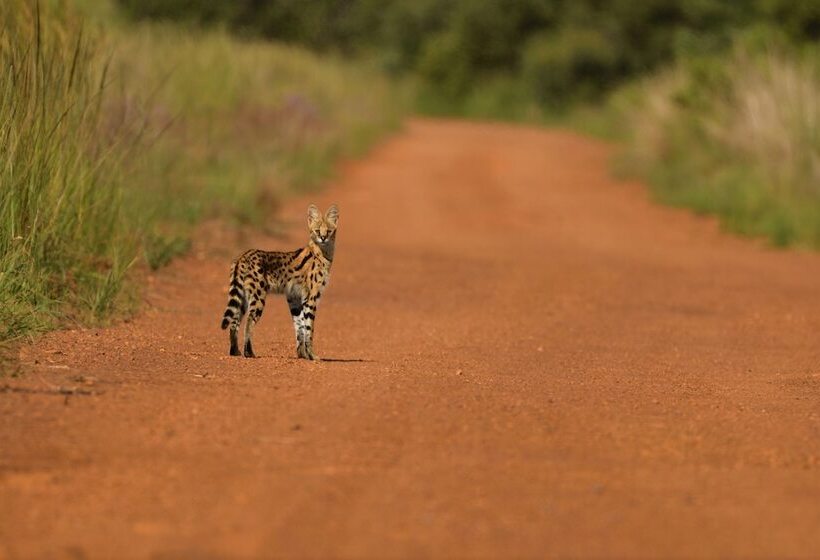 בית מלון כפרי Ikhaya Lamadube Game Lodge