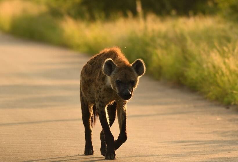 בית מלון כפרי Ikhaya Lamadube Game Lodge