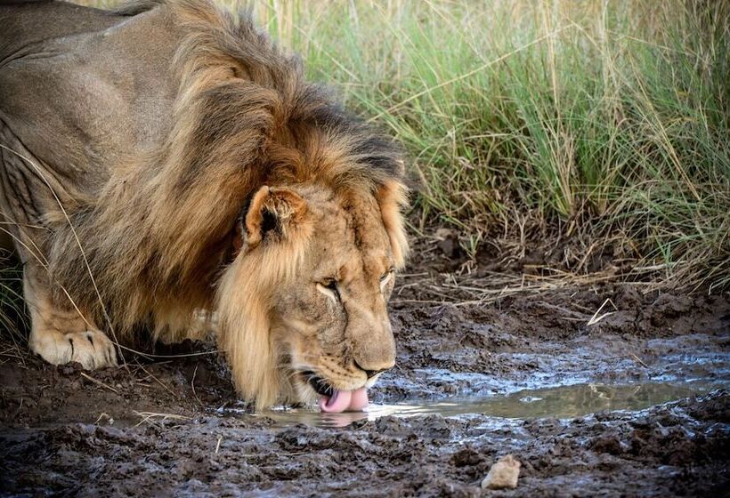 בית מלון כפרי Ikhaya Lamadube Game Lodge
