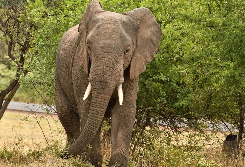 בית מלון כפרי Ikhaya Lamadube Game Lodge