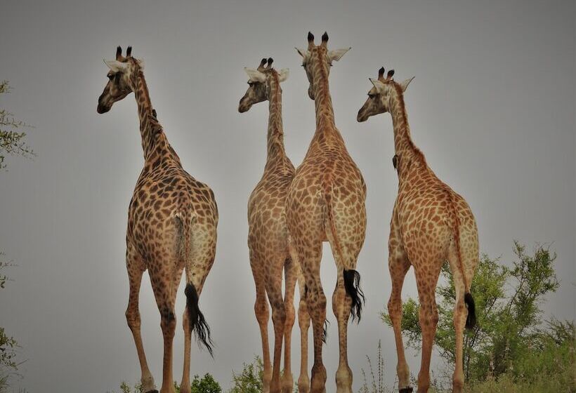 בית מלון כפרי Ikhaya Lamadube Game Lodge