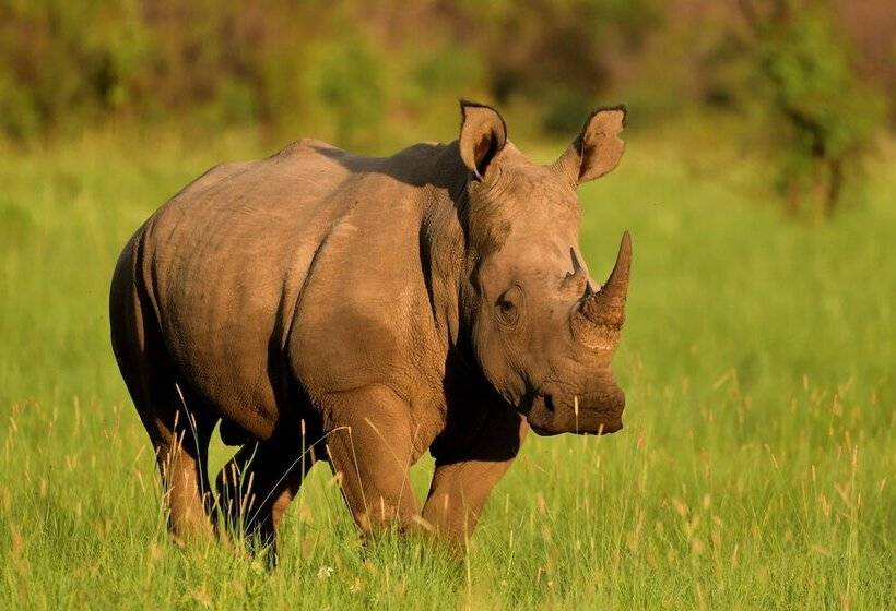 בית מלון כפרי Ikhaya Lamadube Game Lodge