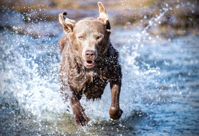 Schwarzwald Apartments Im Haus Tanneck   Feldberg   Titisee